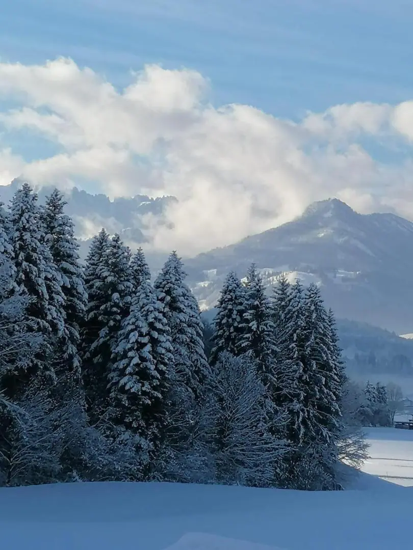 Verschneite Tannen vor einem Berg, über dem Wolken aufziehen
